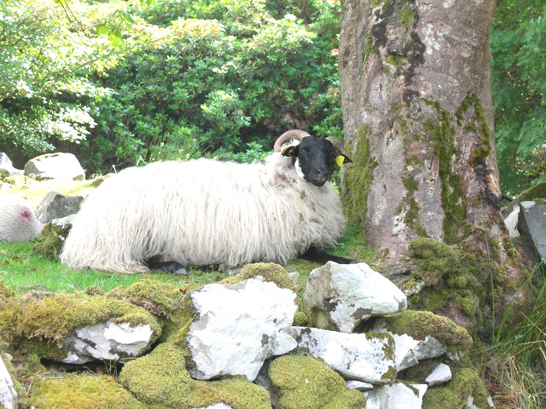 I am a Scottish Blackface Sheep